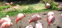 BlowJob.jpg