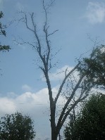 IMG_0799.JPG