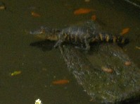 DSCN4000.JPG