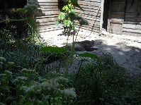 DSCN4003.JPG