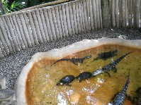 DSCN4020.JPG